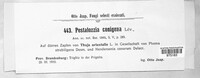 Pestalotiopsis conigena image
